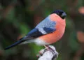 Bouvreuil pivoine mรขle au plumage rouge rosรฉ posรฉ sur une branche.