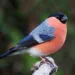 Bouvreuil pivoine mรขle au plumage rouge rosรฉ posรฉ sur une branche.