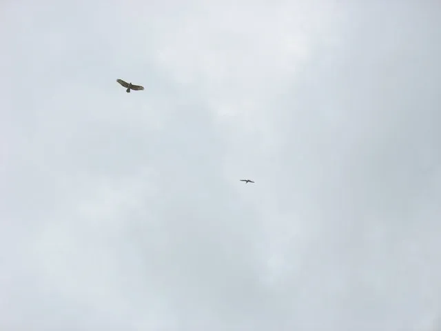 Deux rapaces sombres planent haut dans le ciel en dรฉcrivant de larges cercles.