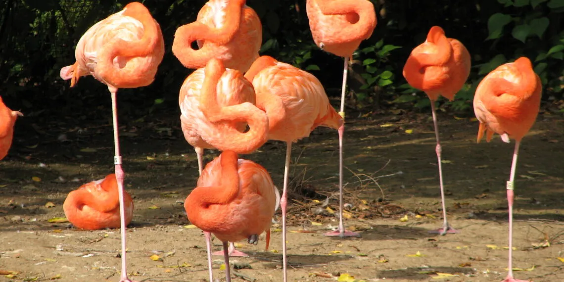 Flamants roses regroupรฉs au repos, plusieurs avec une patte repliรฉe.