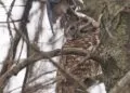 Geai bleu près d’une chouette rayée perchée dans un arbre pendant une scène de harcèlement.