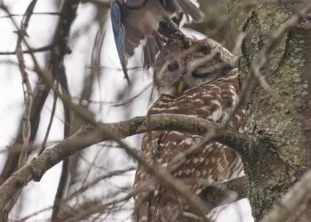 Geai bleu prรจs dโune chouette rayรฉe perchรฉe dans un arbre pendant une scรจne de harcรจlement.