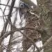 Geai bleu prรจs dโune chouette rayรฉe perchรฉe dans un arbre pendant une scรจne de harcรจlement.