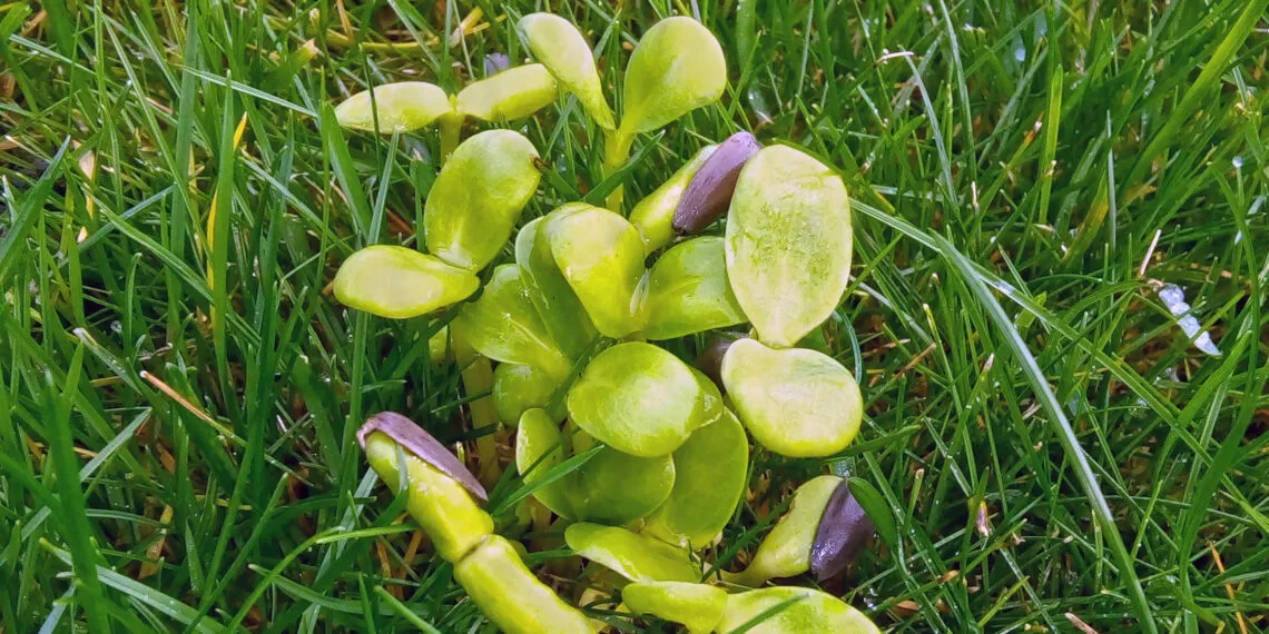 Graines de tournesol germรฉes avec de jeunes pousses vertes sortant des coques.