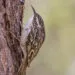 Grimpereau des jardins brun et striรฉ accrochรฉ verticalement sur un tronc.