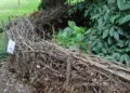 Haie sรจche composรฉe de branches empilรฉes entre des piquets dans un jardin.