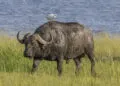 Héron garde-bœufs blanc debout près d’un grand herbivore dans une zone herbeuse.