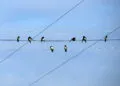 Groupe dโhirondelles alignรฉes sur un fil aรฉrien dans un paysage ouvert.