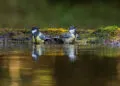 Deux mésanges dans une eau peu profonde, avec les plumes mouillées pendant un bain.