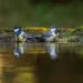Deux mésanges dans une eau peu profonde, avec les plumes mouillées pendant un bain.
