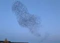 Grand nuage sombre dโรฉtourneaux en vol groupรฉ dans un ciel clair.