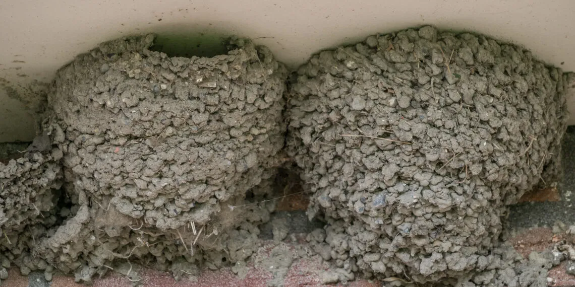 Nids dโhirondelles en boue fixรฉs sous une surface abritรฉe.