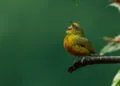 Petit oiseau perchรฉ sur une branche humide avec le bec ouvert comme sโil chantait.