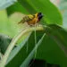 Oiseau tenant de longues fibres vรฉgรฉtales dans son bec pour transporter du matรฉriau de nid.