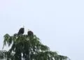 Deux grands oiseaux perchés au sommet dénudé d’un arbre, bien visibles sur un ciel clair.