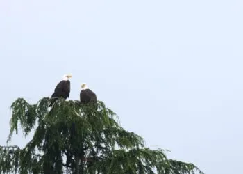 Deux pygargues perchรฉs au sommet dรฉnudรฉ dโun arbre, bien visibles sur un ciel clair.