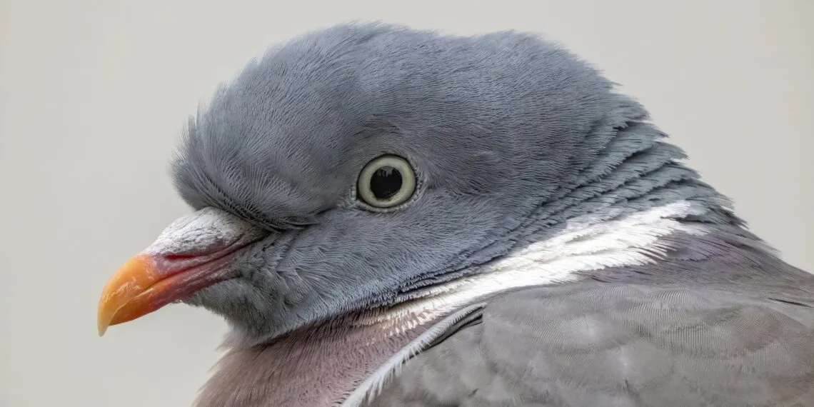 Pigeon ramier adulte vu de prรจs, avec collier blanc visible sur le cรดtรฉ du cou.