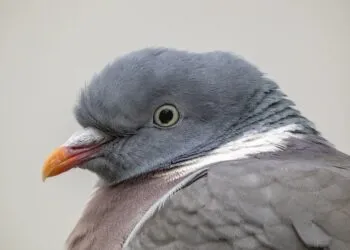 Pigeon ramier adulte vu de près, avec collier blanc visible sur le côté du cou.