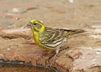 Serin cini mรขle posรฉ sur une branche, plumage jaune et striรฉ visible.