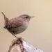 Troglodyte mignon posรฉ sur une branche, plumage brun et queue relevรฉe visibles.