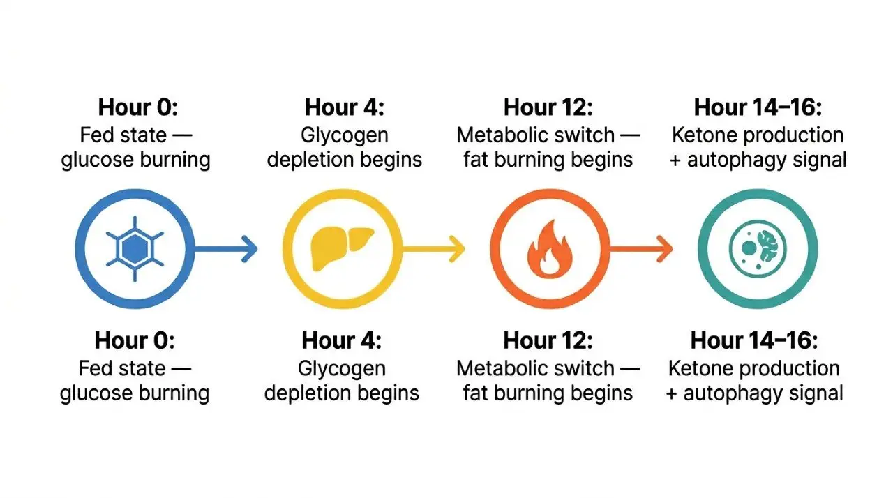 the ultimate guide to intermittent fasting for women what the science actually says 02 The Ultimate Guide To Intermittent Fasting For Women
