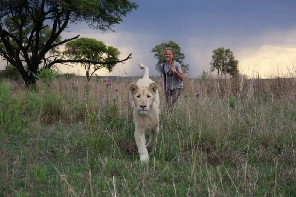 le film "Mia et le lion blanc" de Gilles De Maistre.