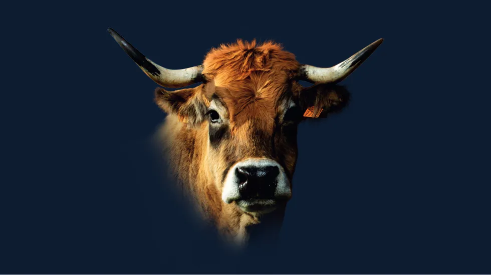 Vache Aubrac