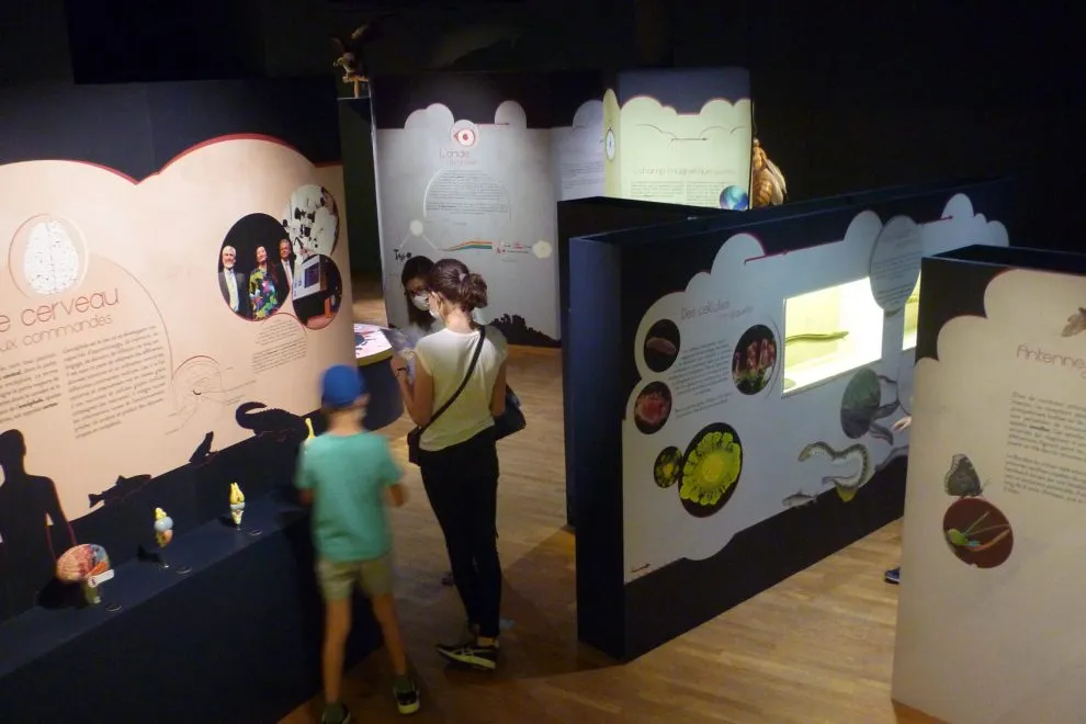 Photo : Emma D'Aversa / musée Lecoq