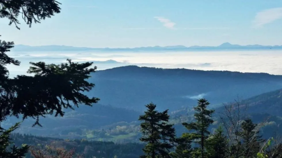 Forêt auvergnate / photo : Les films en vrac
