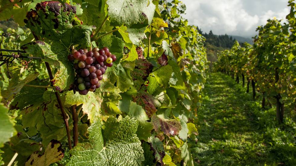 Vignoble Photo de mali maeder provenant de Pexels