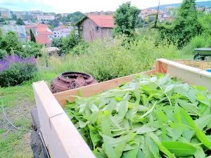Ferme Urbaine / Photo Génestine