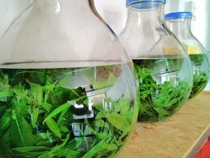 Macération de la Verveine / Photo Génestine