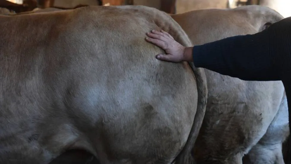 Boeufs / Photo Ass. Le Fin Gras du Mezenc