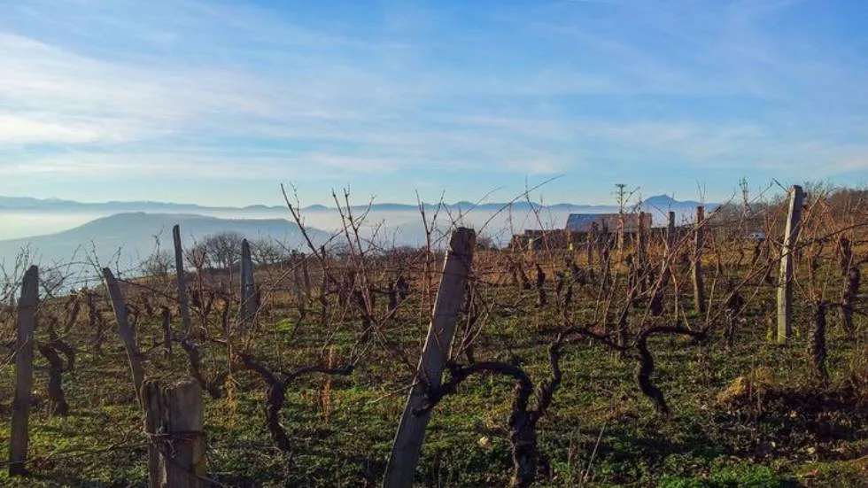 Vignes et puy de Dôme / Photo AOC Côtes d'Auvergne