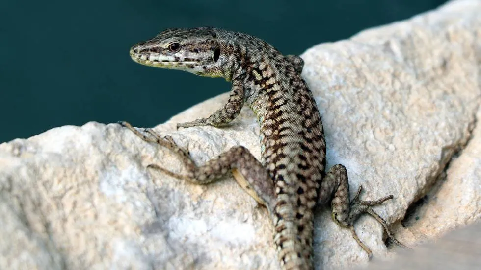Lézard / photo DR
