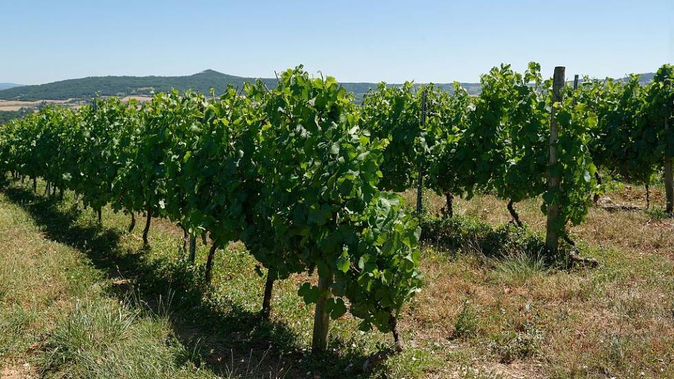 Vignoble de Boudes / Photo Wikimédia