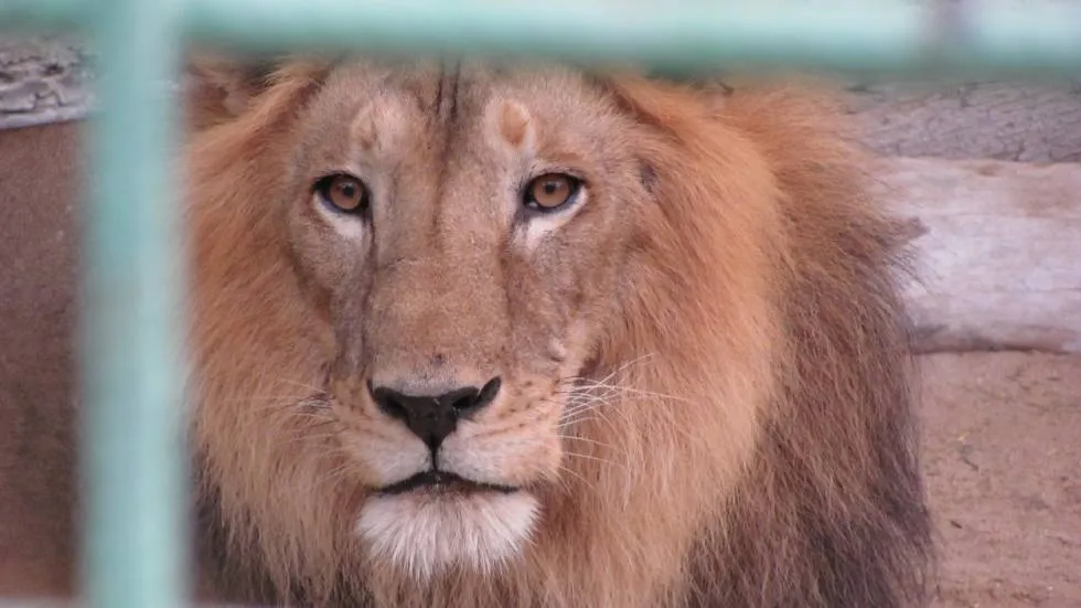 Lion en cage / Photo D Fernandes - Pexels