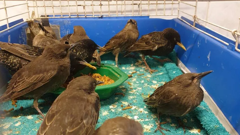 Oiseaux pensionnaires / Photo LPO