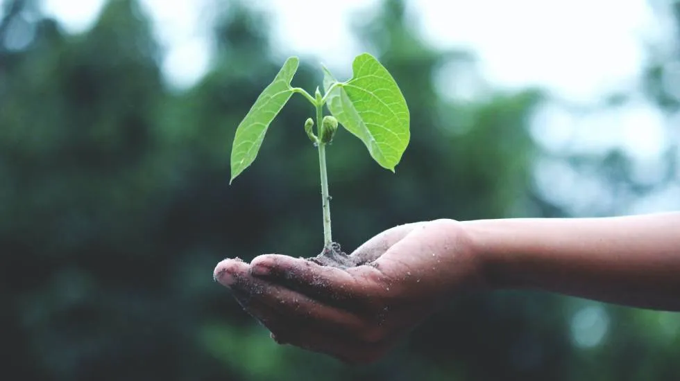 Développement durable / Akil Mazumder- Pexels
