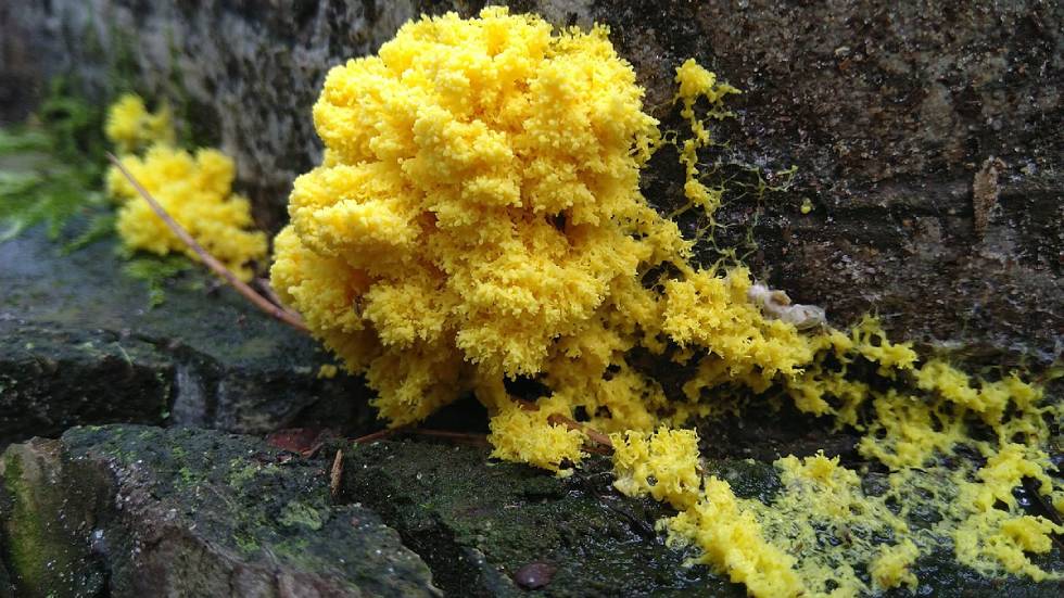 Blob_Le Bernemi Wikimédia