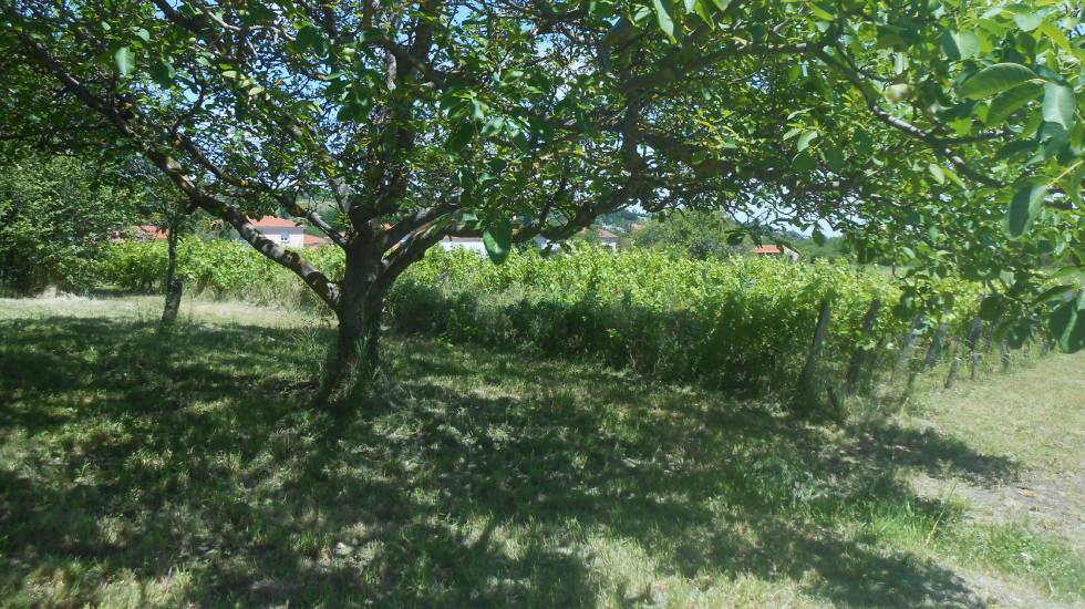Vigne et verger_ Madargue / Photo Wikipédia