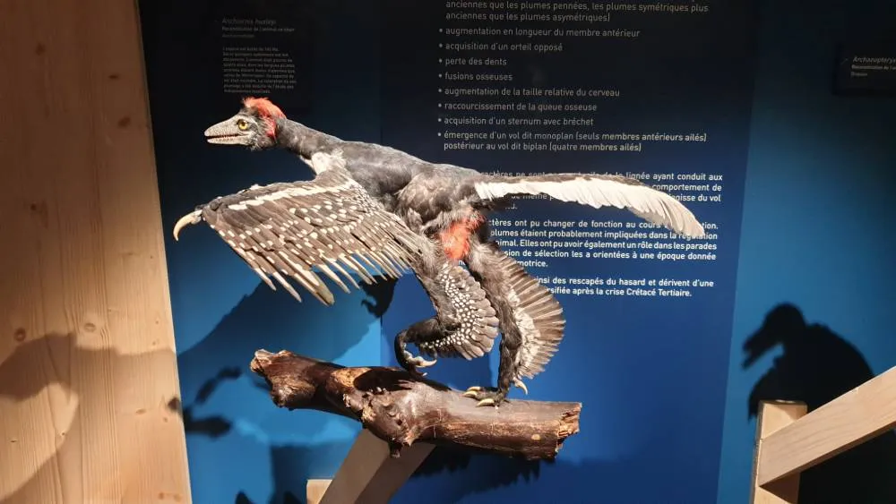 Oiseau préhistorique / Photo 7 Jours à Clermont