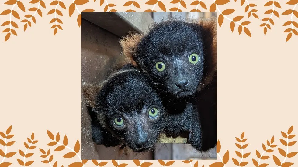 Bébés Varis roux / photo Parc Animalier d'Auvergne