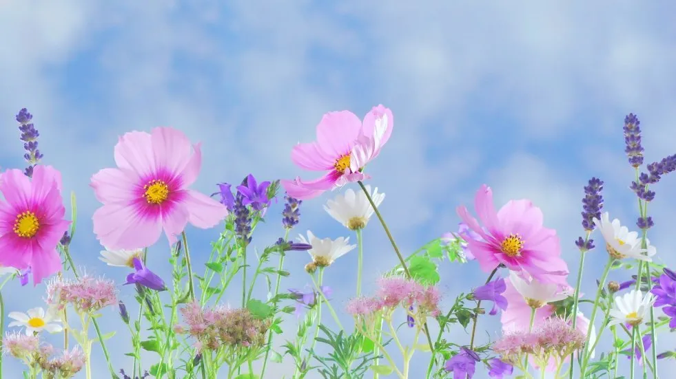fleurs _ Photo DR