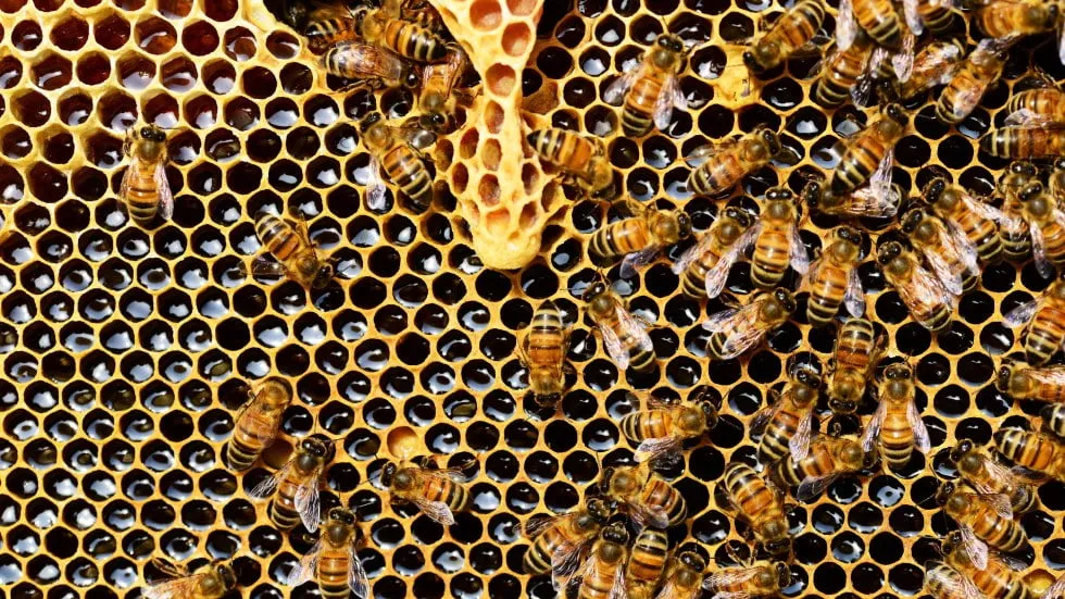 Miel et abeilles / Photo Pixabay