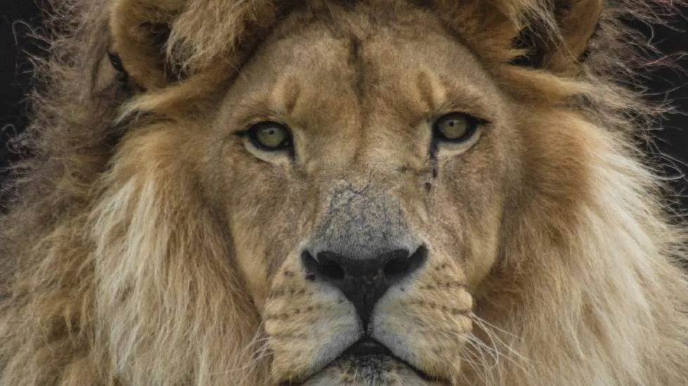Tsavo / Photo Parc animalier d'Auvergne