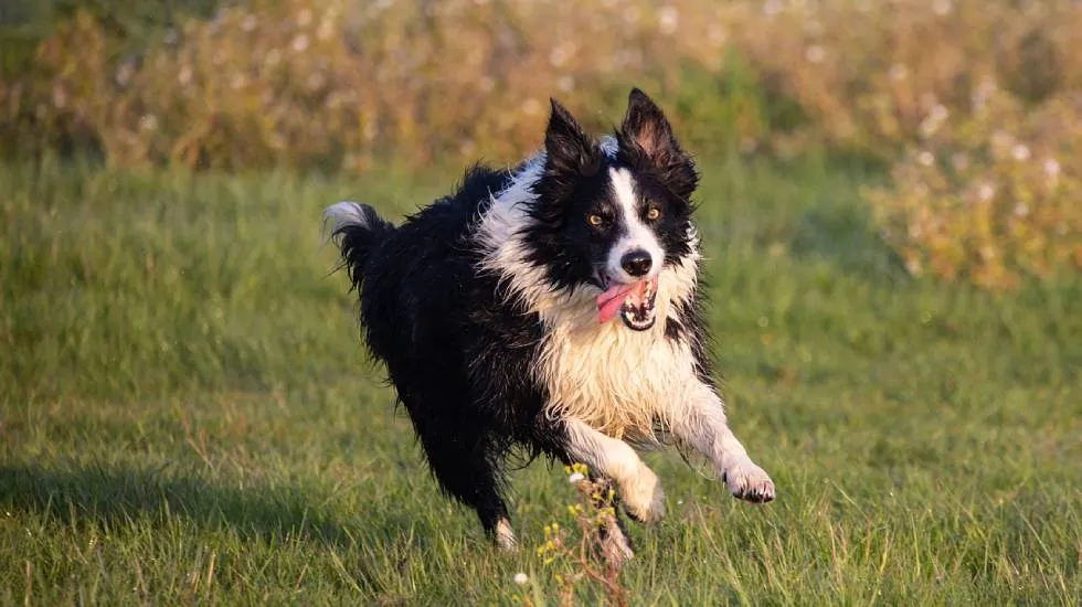Border Collie, chien de troupeau par excellence / Photo KEV -Pixabay
