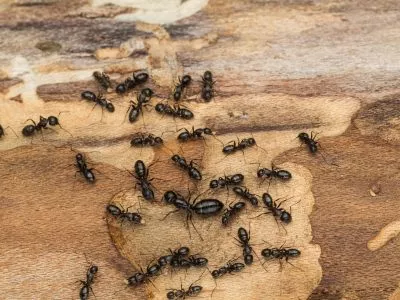 Black Ant Carpenter Ant Removal and Control or Treatment – Carnegie Exterminators Black Ant Carpenter Ant Removal and Control or Treatment - Carnegie Exterminators