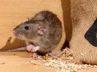 Rodent Control : Removal – Carnegie Exterminators Rodent Control : Removal - Carnegie Exterminators