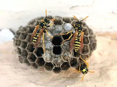 Yellow Jacket Wasps Bees Nest Removal and Control : Treatment – Carnegie Exterminators Yellow Jacket Wasps Bees Nest Removal and Control : Treatment - Carnegie Exterminators